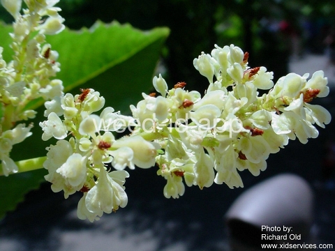 knotweed, Sakhalin